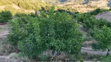 Tokat'ta Don Felaketi: Ceviz Üretimi %99 Azaldı