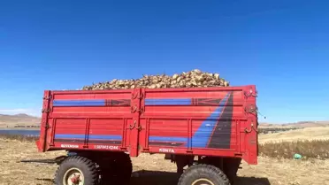 Patnos'ta Şeker Pancarı Hasadı Başladı