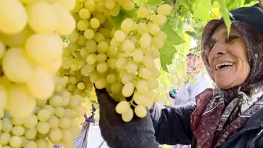 Sarıgöl'de Üzüm Hasadı Devam Ediyor