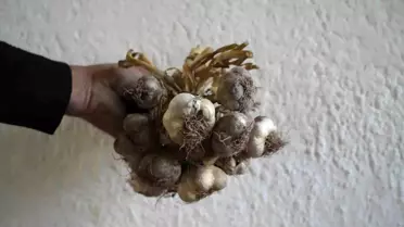 Gümüşhane'nin Ata Tohumu 'Siyah Sarımsak' Tescil İçin Başvuruldu