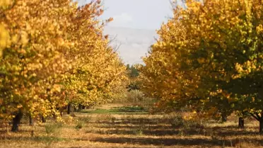 Malatya'da Sonbahar Renkleri