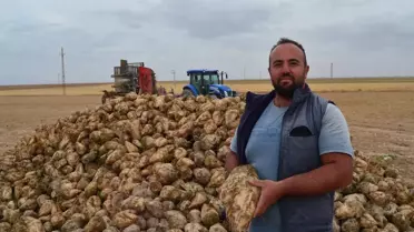 Aksaray'da Şeker Pancarı Hasadı Başladı