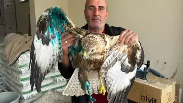 Yaralı Kızıl Şahin Tedavi Altında