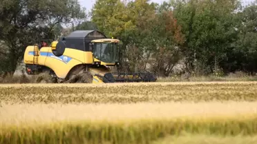 Trakya'da Çeltik Hasadı Tamamlandı