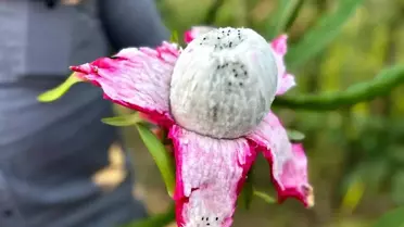 Hatay'da Ejder Meyvesi Üretimi Artıyor