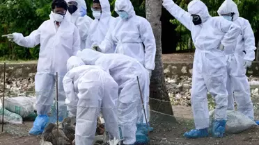 Almanya'da kuş gribi salgını nedeniyle itlaf edilen hayvan sayısı 500 bini geçti