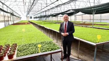 Ordu Büyükşehir Belediyesi'nden 400 Bin Kışlık Sebze Fidesi Dağıtımı