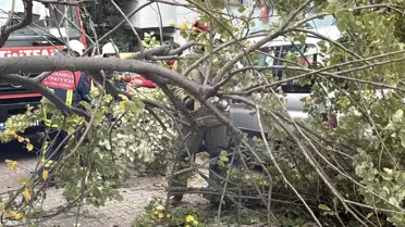 Rüzgar Ağaç ve Direk Devrildi