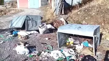 Ayıların Mahalledeki Zararları