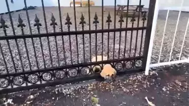 Yavru Köpek Hatay'da İtfaiye Ekipleri Tarafından Kurtarıldı