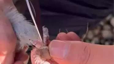 Gümüşhane'de İpe Dolanan Güvercin İtfaiye Ekipleri Tarafından Kurtarıldı