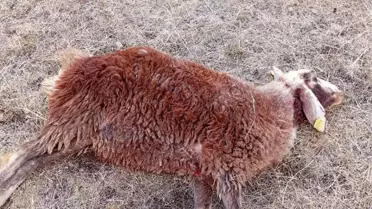 Koyun Sürüsüne Kurt Saldırısı