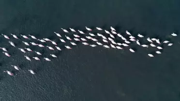 İzmit Körfezi'nde Ekolojik Canlanma