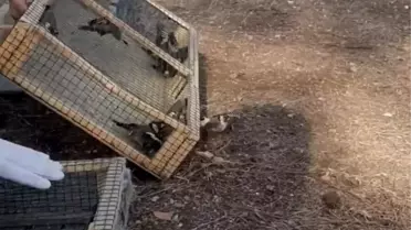 Kahramanmaraş'ta Yasa Dışı Avın Önü Kesildi