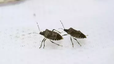 Kahverengi Kokarca ile Biyolojik Mücadele