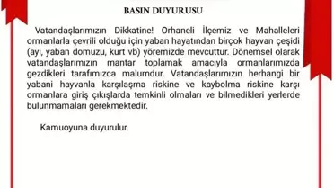Bursa'da Ayı Görüntülendi