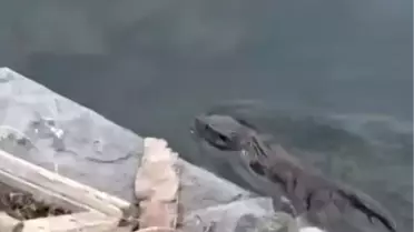 Küçükçekmece'de Su Samuru Görüldü