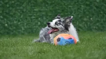 Sakarya'da Can Dostlar Parkı Açıldı