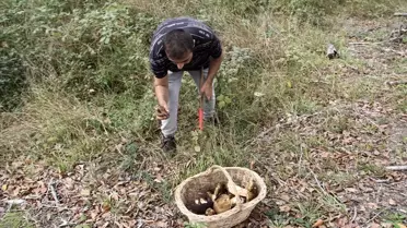 Sinop'ta Mantar Avı: Ek Gelir Kaynağı