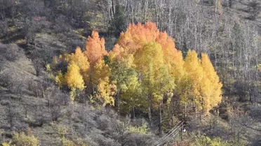 Süleymaniye Mahallesi'nde Sonbahar Güzelliği