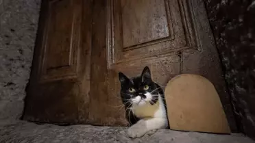 Kedi Kapısı Restore Edildi