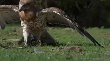 Yılan Kartalı Avlanırken Görüntülendi