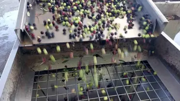 Mersin'de Zeytin Hasadı Başladı