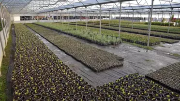 Bilecik'te Park ve Bahçeler Müdürlüğü'nden Binlerce Çiçek Üretimi