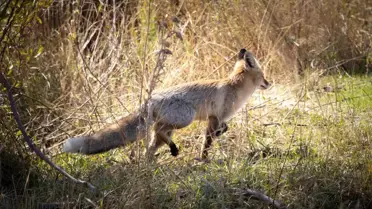 Bingöl'de Kızıl Tilki Görüntülendi