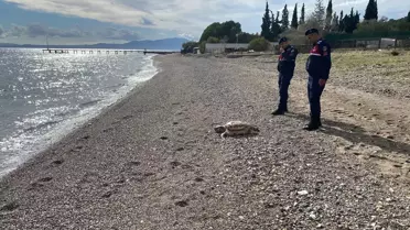 Assos'ta 2 Ölü Deniz Kaplumbağası Bulundu