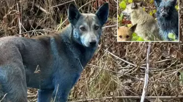 Çernobil'de köpekler aniden maviye döndü! Bilim insanları alarma geçti