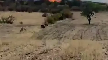 Diyarbakır'da Yangın: Onlarca Ağaç Kül Oldu