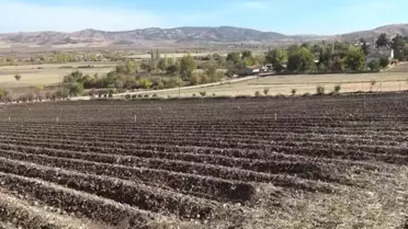 Dünyanın en pahalısı! 1 gramı 500 TL'ye satılıyor