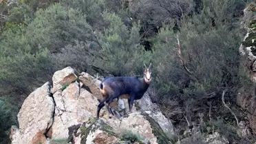 Çengel Boynuzlu Dağ Keçileri Görüntülendi