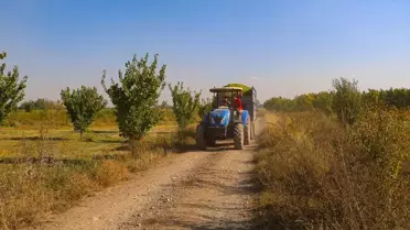 Iğdır'da Silajlık Mısır Hasadı Başladı