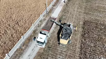 Hükümlüler Ayçiçeği Üretti