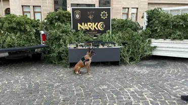 Kilis'te Uyuşturucu Operasyonu: 283 Kök Kenevir Ele Geçirildi