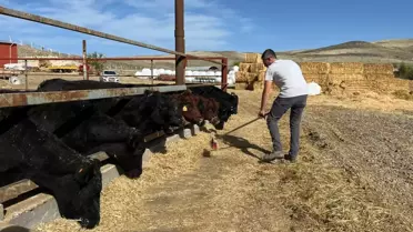 Kırsalda Bereket Projesi: 60 Bin Büyükbaş Dağıtıldı