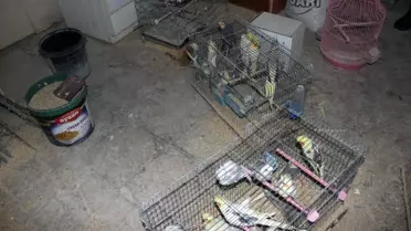 Kırşehir'de 66 Yabani Kuş Ele Geçirildi