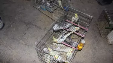 Kırşehir'de Koruma Altındaki 66 Kuş Ele Geçirildi