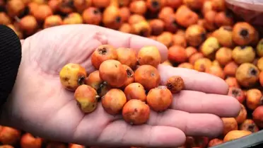 Aydın'ın Şifa Kaynağı: Alıç Meyvesi