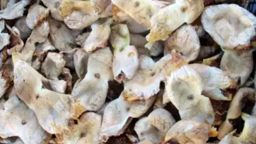 Mut İnciri Üreticisinin Yüzünü Güldürdü