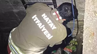 Hatay'da Kuya Düşen İki Köpek Kurtarıldı