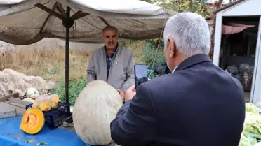 Sivas'ta Dev Bal Kabağı İlgiyi Üzerine Çekti