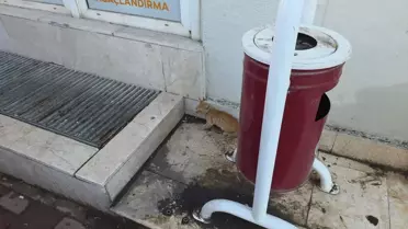 Mazgalda Mahsur Kalan Kedi Kurtarıldı