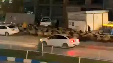 Yüksekova'da Koyun Sürüsü Caddeyi Tıkadı