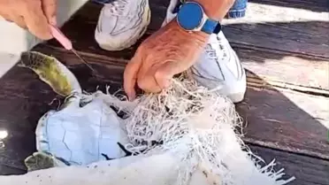 Marmaris'te Yavru Kaplumbağa Kurtarıldı