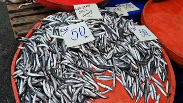 Tekirdağ'da Hamsi Fiyatları Düşüyor