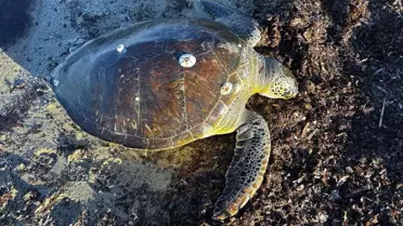 Gelibolu'da Ölü Caretta Caretta Bulundu