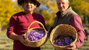 AB tescilli üründe hasat sürüyor, gramı 600 TL'ye dayandı